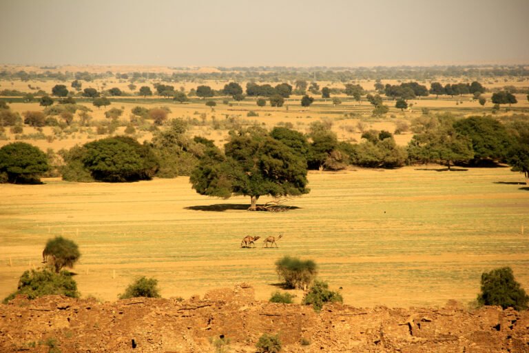Rajasthan Travel Guide