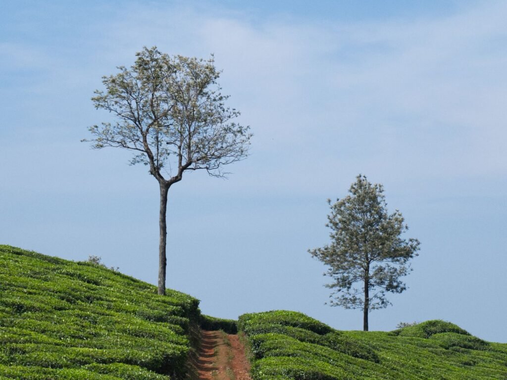 Kerala 6 Nights 7 Days Complete Holiday