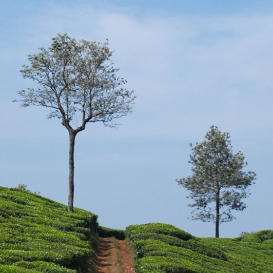 Kerala 6 Nights 7 Days Complete Holiday