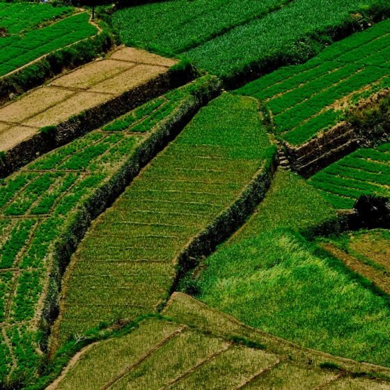 Ooty Mysore 4 Nights 5 Days Tour Package
