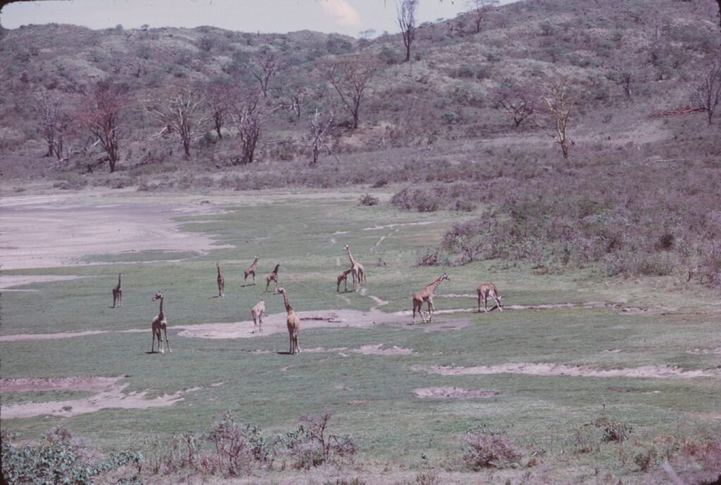 Tanzania Signature Safari & Zanzibar 9 Nights 10 Days