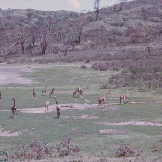 Tanzania Signature Safari & Zanzibar 9 Nights 10 Days