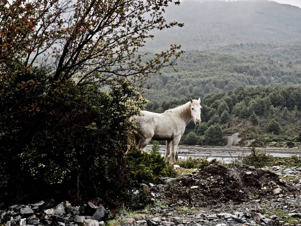 Aysén Patagonia, Chile Signature 6 Nights 7 Days