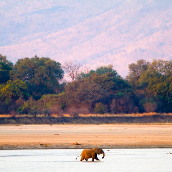Zambia Signature 6 Nights 7 Days