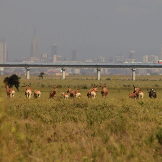 Kenya Signature Safari 7 Nights 8 Days