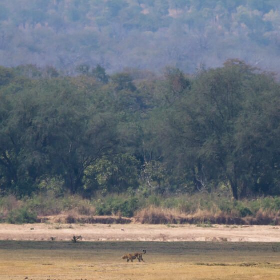 Zambia Grand Circuit 8 Nights 9 Days