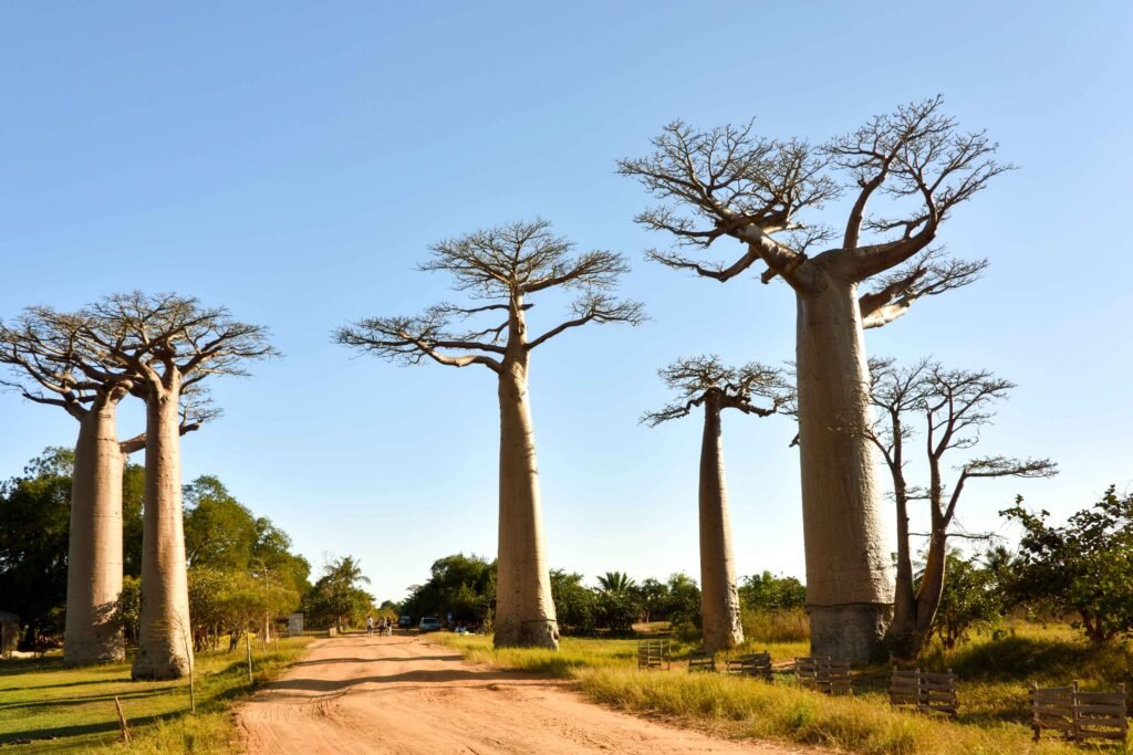 Madagascar tour packages