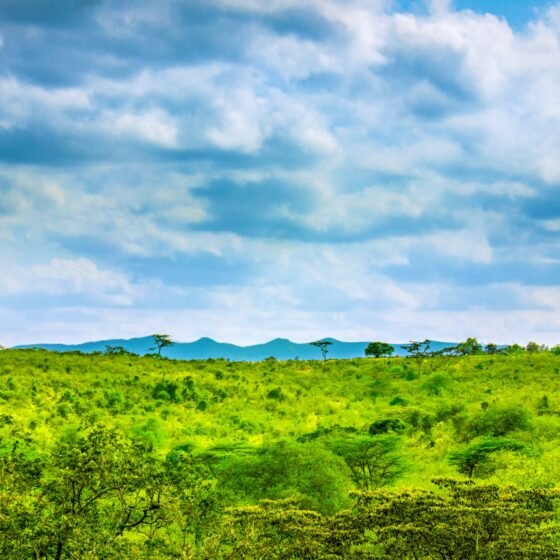 Kenya Essential Safari 5 Nights 6 Days