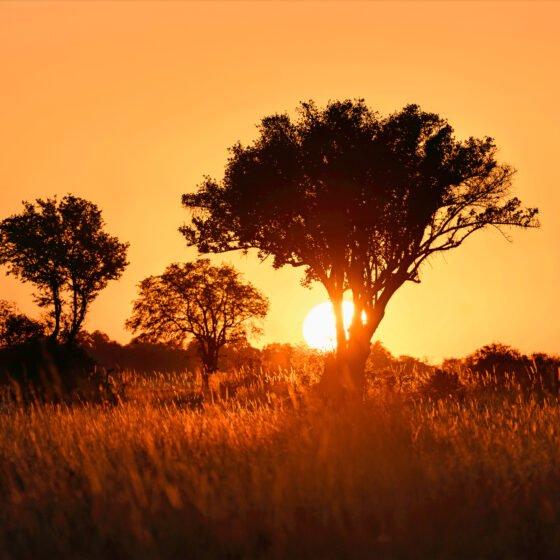 Botswana Signature 6 Nights 7 Days
