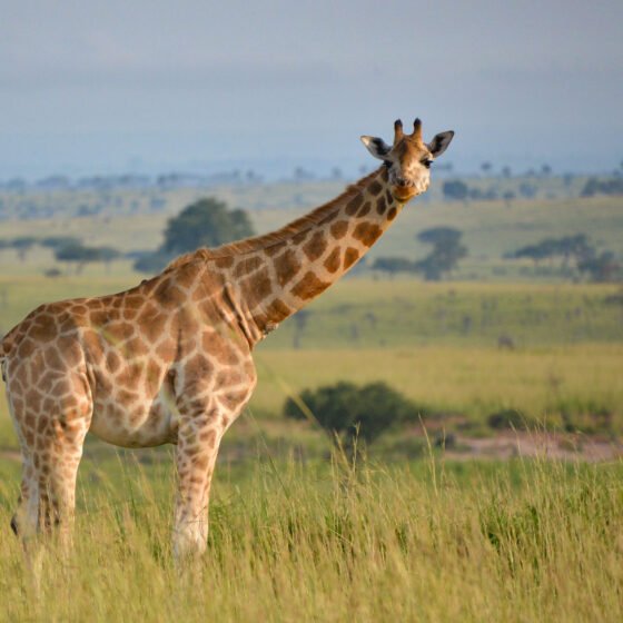 Uganda Grand Circuit 8 Nights 9 Days