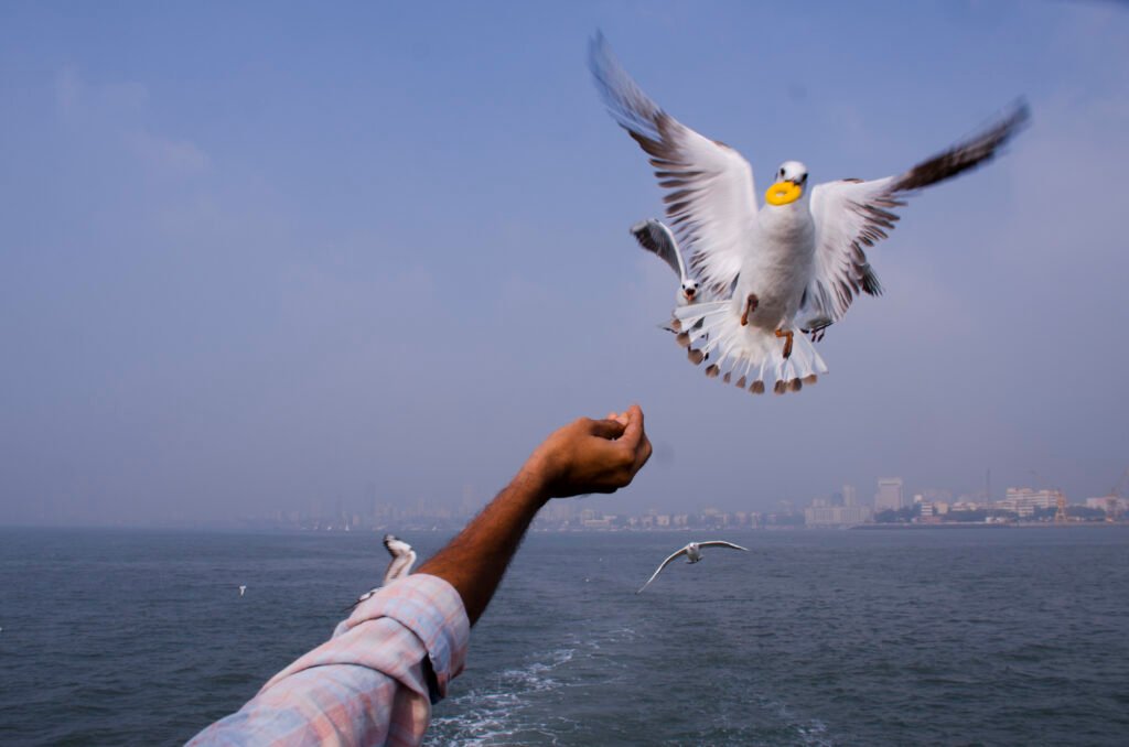 Elephanta Caves Guided Ferry Experience