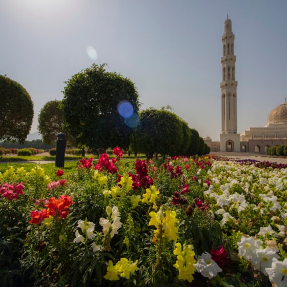 Abu Dhabi Grand Mosque and City Day Tour