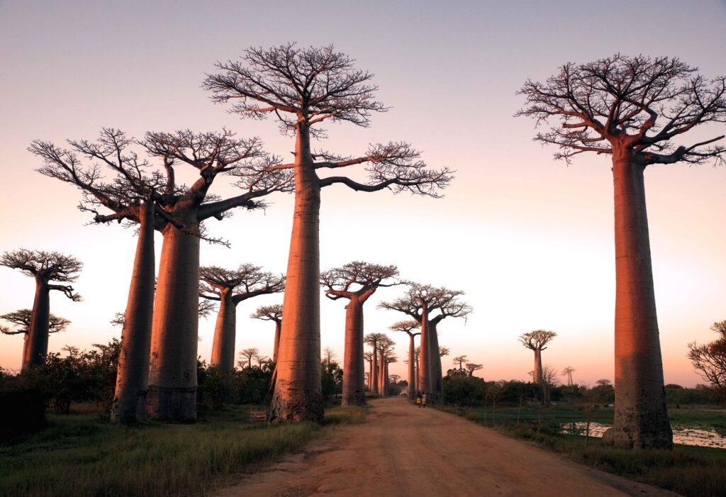 Madagascar Grand Circuit 8 Nights 9 Days