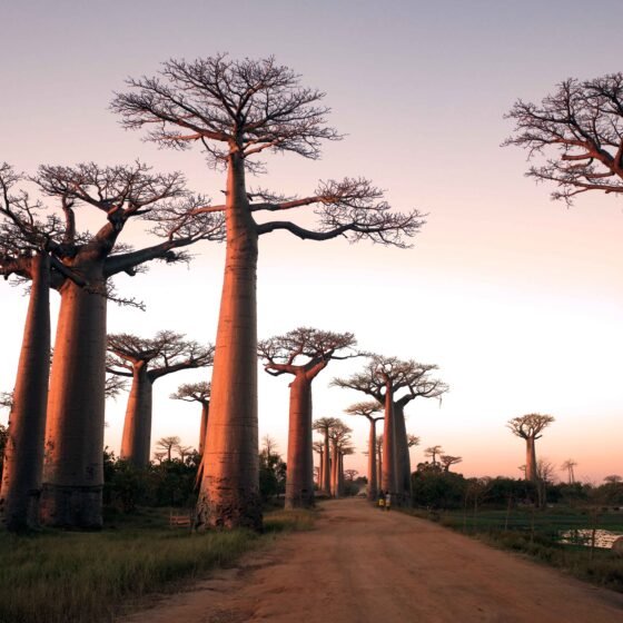 Madagascar Grand Circuit 8 Nights 9 Days