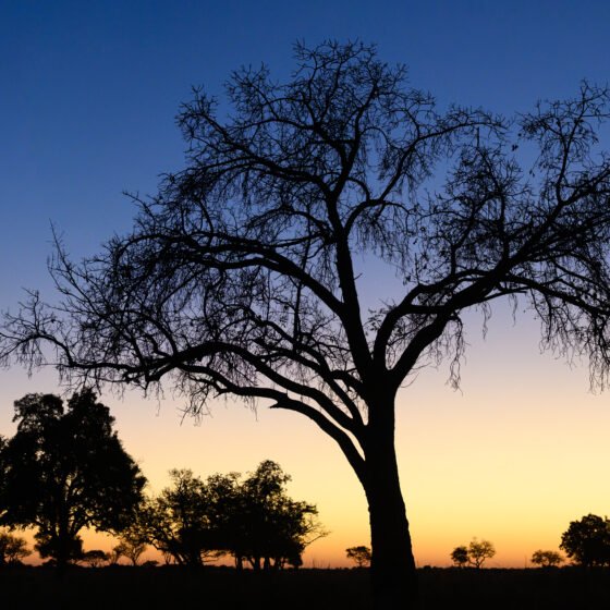 Botswana Essential 4 Nights 5 Days