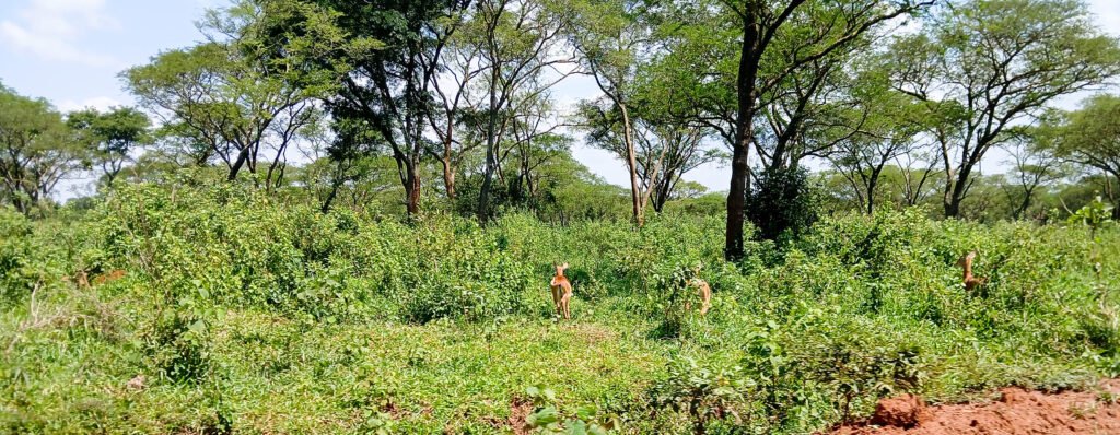 Uganda tour packages