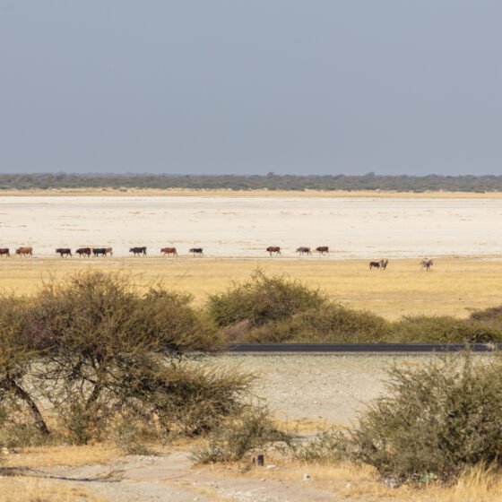 Botswana Grand Circuit 8 Nights 9 Days