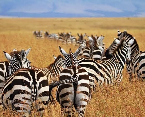 Botswana Signature 6 Nights 7 Days