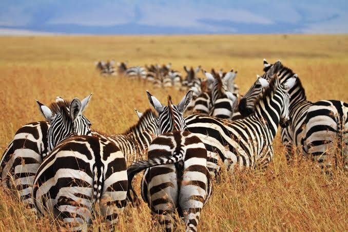 Botswana Signature 6 Nights 7 Days