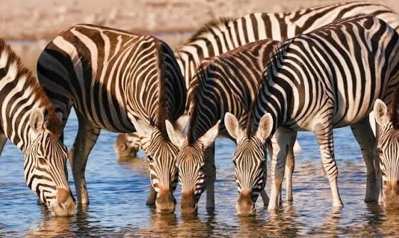 Botswana Essential 4 Nights 5 Days