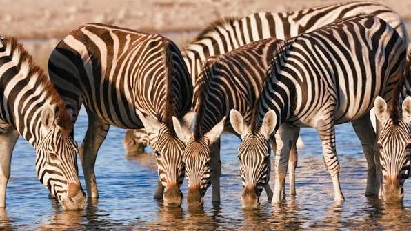 Botswana Essential 4 Nights 5 Days