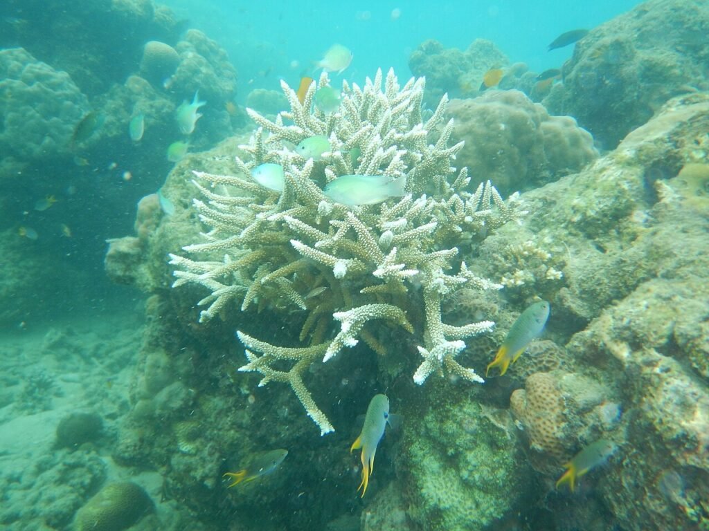 Coral and fish photographed while snorkelling at Elephant Beach, Swaraj Dweep