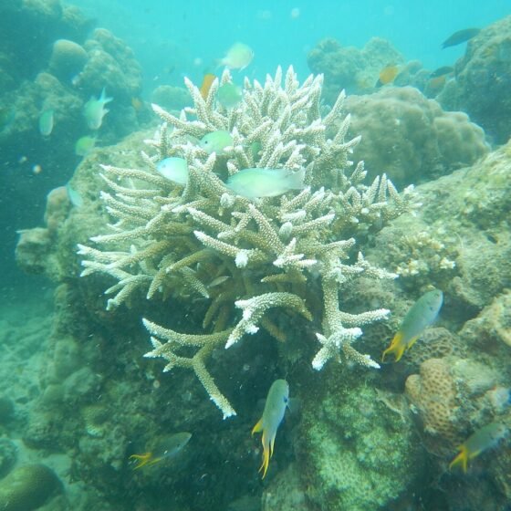 Coral and fish photographed while snorkelling at Elephant Beach, Swaraj Dweep