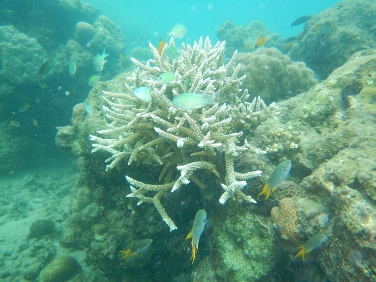 Coral and fish photographed while snorkelling at Elephant Beach, Swaraj Dweep